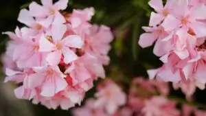 Fiori rosa di oleandro in primo piano. Delicati petali e natura rigogliosa.