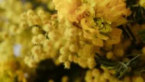 Mimosa e fiori gialli, simbolo della primavera e della rinascita a Terme di Saturnia.