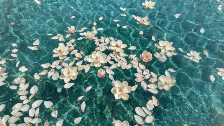 Fiori bianchi e petali galleggianti in acqua turchese, Terme di Saturnia.